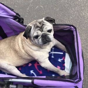 Meet your Posher, Carol